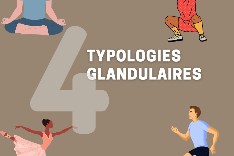 Typologies glandulaires